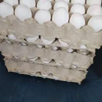 تخم مرغ شانه ای