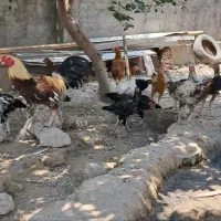 خروس و اردک اسراییلی