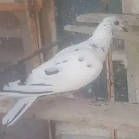 کبوتر گلی