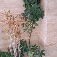 ح ر ا ج گیاهان آپارتمانی|گل و گیاه طبیعی|کرج, بنیاد|دیوار