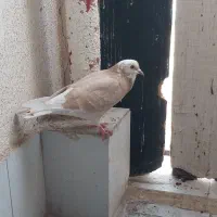 کفتر|پرنده|پرند, فاز ۶|دیوار