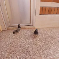 یک جفت کفترپرشی|پرنده|اردکان, |دیوار