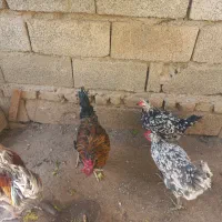 مرغ و خروس و اردک|حیوانات مزرعه|هشتگرد, هشتگرد قدیم|دیوار