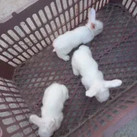 خرگوش لوپ و معمولی|موش و خرگوش|گرگان, |دیوار