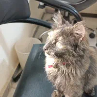 واگذاری گربه dsh