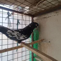 کفتر رنگی تهرانی مسافتی