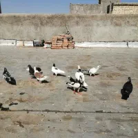 کفتر