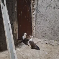 چپ ساده  کربلایی