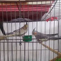 عروس هلندی 5 عدد