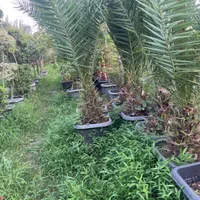 گل کاج شمشاد مهندس امیر|خدمات باغبانی و درختکاری|مشهد, امیریه|دیوار