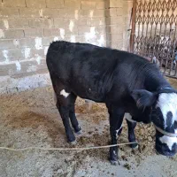 گاو و گوساله سمینتال