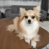 واگذاری سگ اپارتمانی قبول میکنم