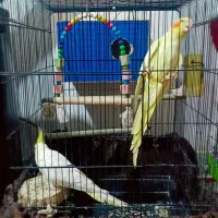 عروس هلندی|پرنده|پاکدشت, پاکدشت (مامازند)|دیوار