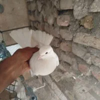 کبوتر گرفتنی