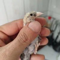 جوجه سهره نهاوند|پرنده|محمدشهر, محمدشهر|دیوار