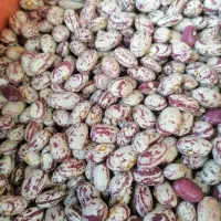 لوبیا چیتی دست چین محصول امسال