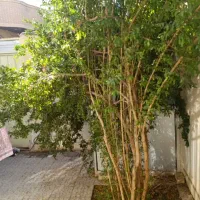 رهن و اجاره دربست|اجارهٔ خانه و ویلا|شهرضا, |دیوار