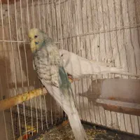 عروس هلندی ومرغ عشق انگلیسی|پرنده|علیآباد کتول, |دیوار