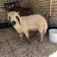 کوت نواصر خ 3