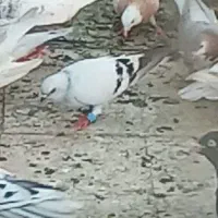 کبوترفروشی