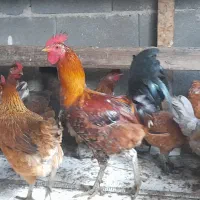 مرغ خروس و تشنو لری|حیوانات مزرعه|گرگان, |دیوار