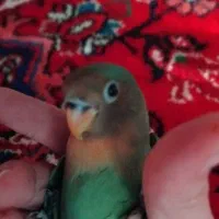 گمشده|حیوانات|تبریز, |دیوار