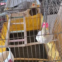 عروس هلندی|پرنده|تهران, بروجردی|دیوار