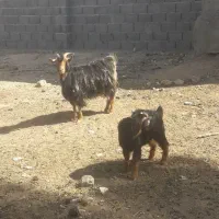 بز زاییده شیرا بزغاله نر