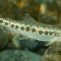 بچه ماهی غزل