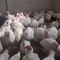 بقلمون گوشتی