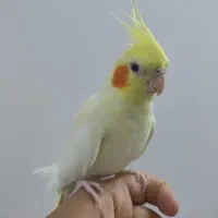 یک جفت عروس هلندی|پرنده|قم, طلاب غیر ایرانی|دیوار