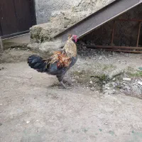 نیمچه گلین لری اصل|حیوانات مزرعه|رشت, حمیدیان|دیوار