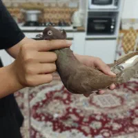 سرخ دم سفید