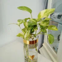 گل هدیه روز مادر