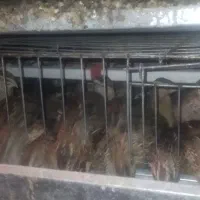 تخم بلدرچین نطفه دار جوجه بلدرچین و بلدرچین|حیوانات مزرعه|زاهدان, |دیوار