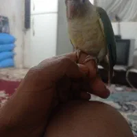 طوطی گرنچیک