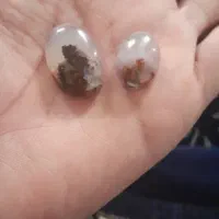 دوعددنگین ست شجر