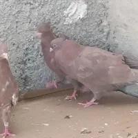 کبوتر سرخ آبادانی