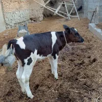 گوساله ماده|حیوانات مزرعه|گرگان, |دیوار