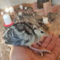 جوجه بوقلمون