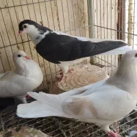 کفتر جوجه پلاس