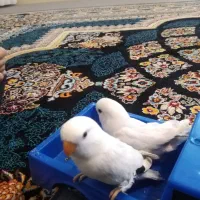 کوتوله دستی|پرنده|شهرضا, |دیوار