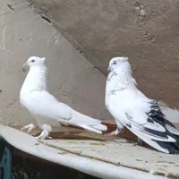 کبوتر پرشی|پرنده|نقده, |دیوار