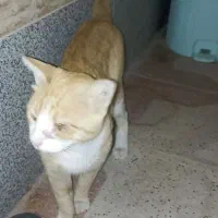 واگذاری گربه نیازمند سرپرست