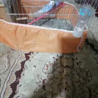 مرغ عشق