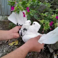 کبوتر پرشی دهنجور واقعی ۱۲ ساعته با ضمانت|پرنده|رشت, گیل|دیوار