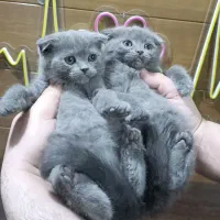 گربه اسکاتیش فولد