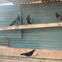 رنگی شهرستانی|پرنده|اهواز, امانیه|دیوار