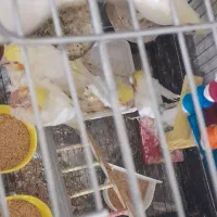 لوتینو دستی دو و سه ماهه|پرنده|تهران, والفجر (افسریه)|دیوار