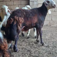 قوچ